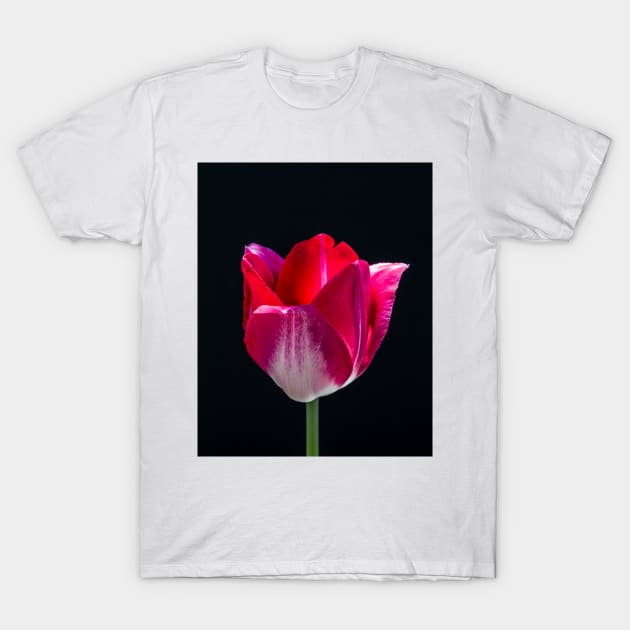 Red Tulip In Profile 3 T-Shirt by Robert Alsop